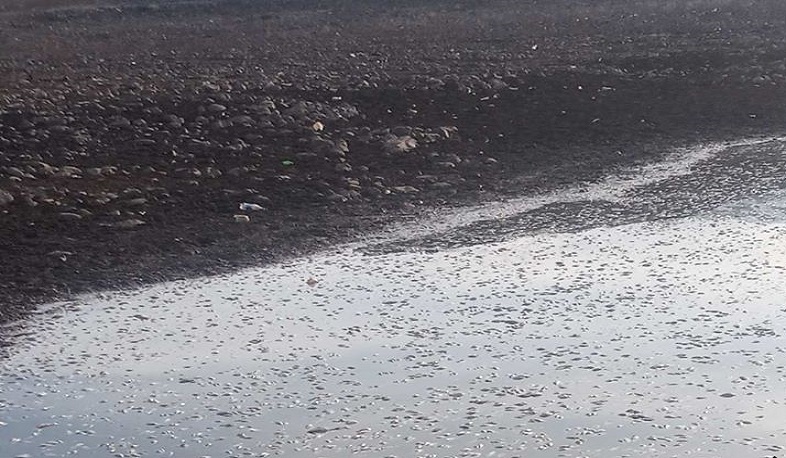 Սևաբերդի ջրամբարում ձկների զանգվածային անկման դեպքով լաբորատոր ուսումնասիրություն է արվում