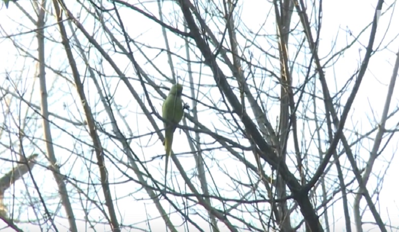 Աշխարհը` կորոնավիրուսի օրերին