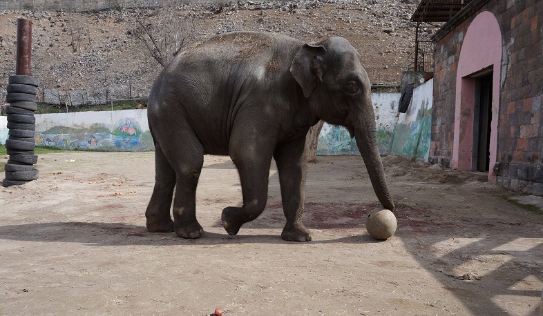 Երևանի կենդանաբանական այգում մեկնարկել է «Գրիր կենդանուն՝ գրիր ընկերոջդ» նախագիծը