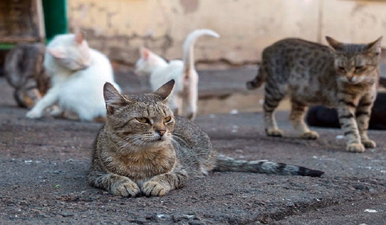 Չինացի գիտնականները պարզել են, որ կորոնավիրուսը կարող է փոխանցվել կատուներին. ТАСС