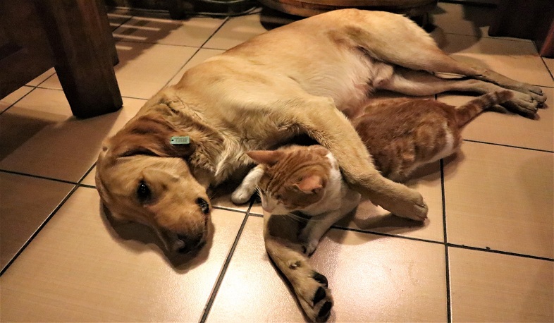 Չինաստանի քաղաքներից մեկում արգելվել է շան կամ կատվի միս ուտել. BBC