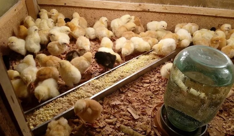 Դալար գյուղում բռնկված հրդեհից մոտ 4500 ճուտ է ծխահարվել