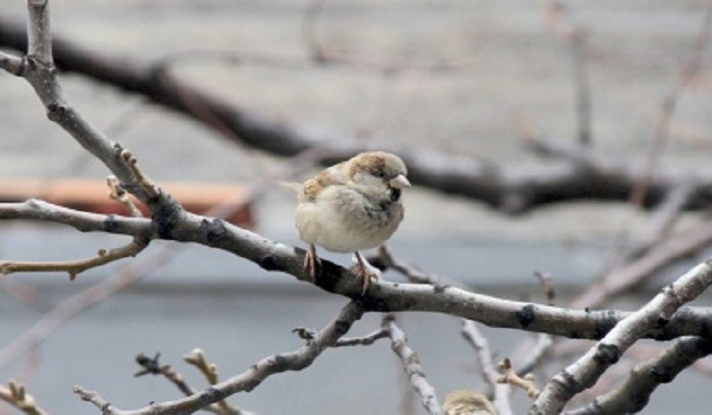 Ապրիլի 8-9-ը մի շարք բնակավայրերում սպասվում է բացասական ջերմաստիճան