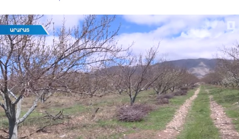 Օդերևութաբաններն ու գյուղատնտեսները ֆերմերներին հորդորում են ևս մեկ գիշեր զգոն լինել