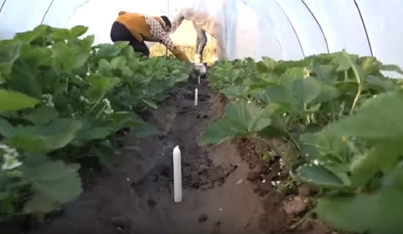 Բերքը ցրտահարությունից փրկելու համար արմավիրցիներն անգամ մոմեր են վառել