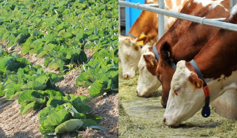 Ակտիվություն գյուղատնտեսական ծրագրերում․ գյուղապահովագրման ծրագիրն ունի 700 շահառու