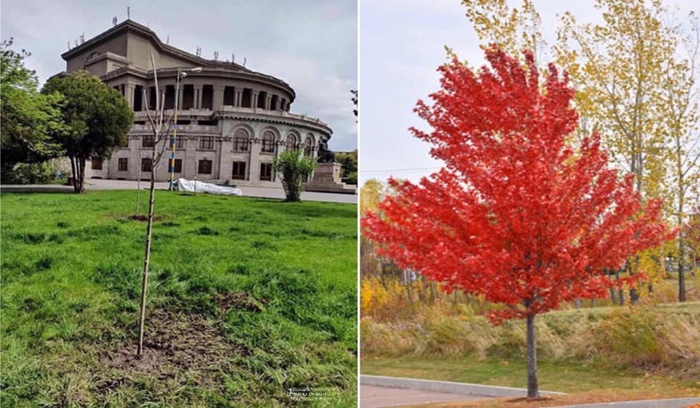 Օպերայի հարակից տարածքում տնկվել են ծառեր և թփեր