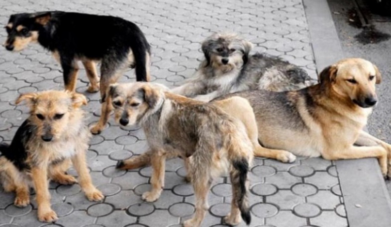 Յուրացումներ «Թափառող կենդանիների վնասազերծման կենտրոն» ՀՈԱԿ-ում. հարուցվել է քրեական գործ