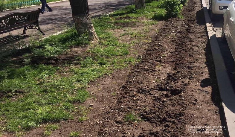 Գողացել են օդը մաքրող նորատունկ ծառեր