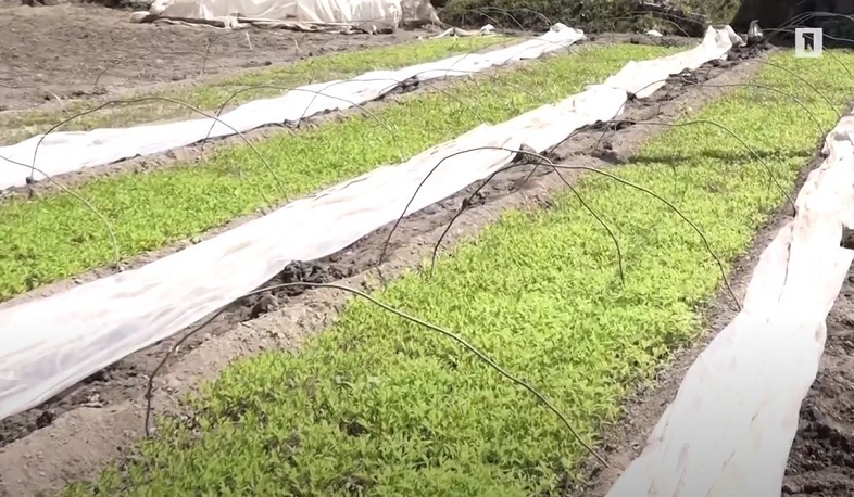 Անտոկոս վարկեր՝ գյուղացիական տնտեսություններին