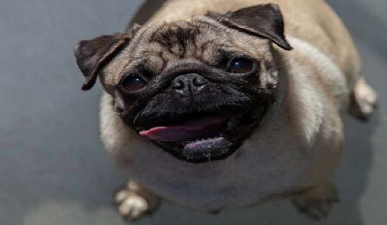 Կորոնավիրուսով շան վարակվածության առաջին դեպքը. The New York Post