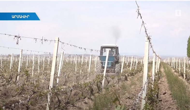 Գյուղատնտեսական ապահովագրությունն առաջին քայլերն է անում ոլորտում