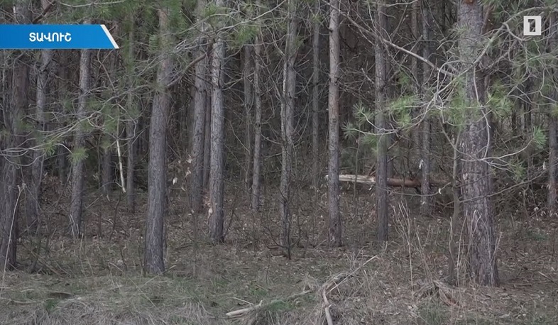 Հայաստանի լեռնային հատվածում կանաչ բնությունը վերականգնվում է