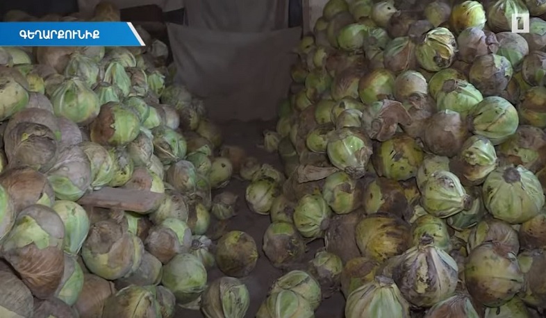 Գեղարքունիքում կաղամբի բերքի ավելցուկ կա