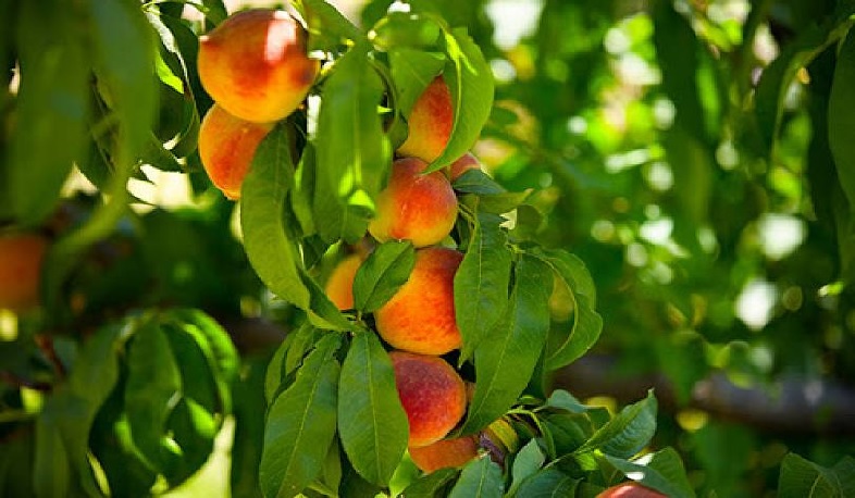 Գյուղապահովագրության ծրագրի ժամկետը երկարաձգվել է․ էկոնոմիկայի նախարարություն