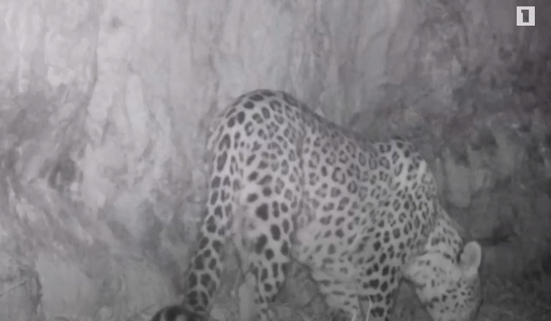 50 տարվա դադարից հետո ընձառյուծը վերադարձել է Տավուշի մարզ