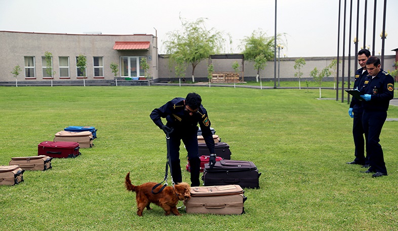 Համավարակի պայմաններում կինոլոգներն աշխատում են անվտանգության կանոնների պահպանմամբ