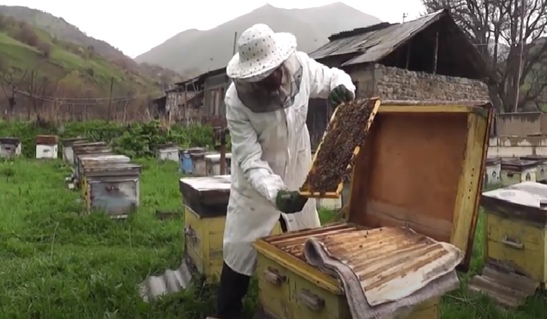 Արևիս համայնքում արջը 25 մեղվափեթակ է փչացրել