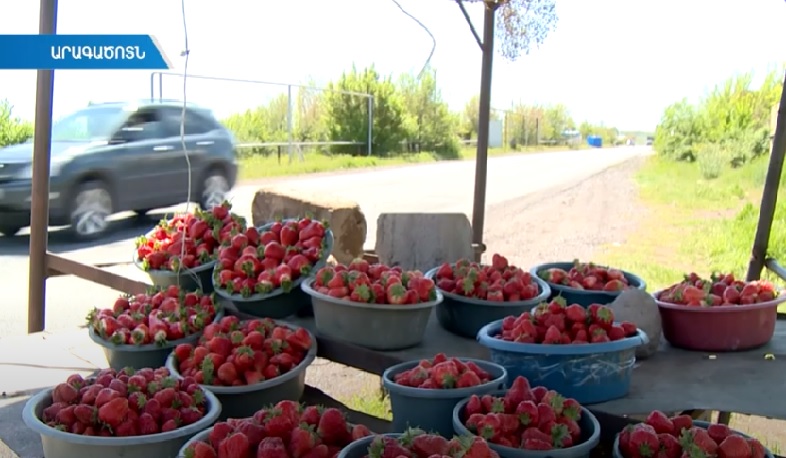 Բյուրականում ելակի ջերմոց հիմնած ընտանեկան բիզնեսը սպասում է զբոսաշրջիկներին