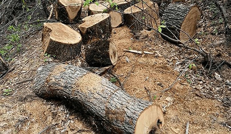 Թեղուտի անտառից հատել են հաճարենի և կտրատել են քամատապալ ծառեր. Թումանյանի ոստիկանների բացահայտումը