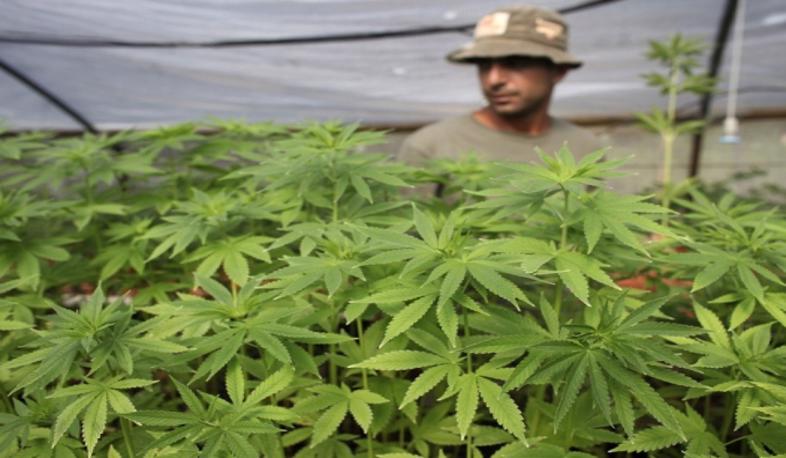 Իսրայելը որոշել է մարիխուանա արտահանել. The Times of Israel