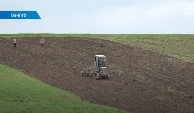 Նորաշենում ցորենի փոխարեն նոր հատիկավորներ են ցանել․ լավ բերք են ակնկալում