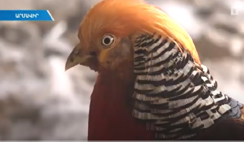 Ինտերնացիոնալ թռչնանոց՝ Երևան-Արմավիր ավտոճանապարհին